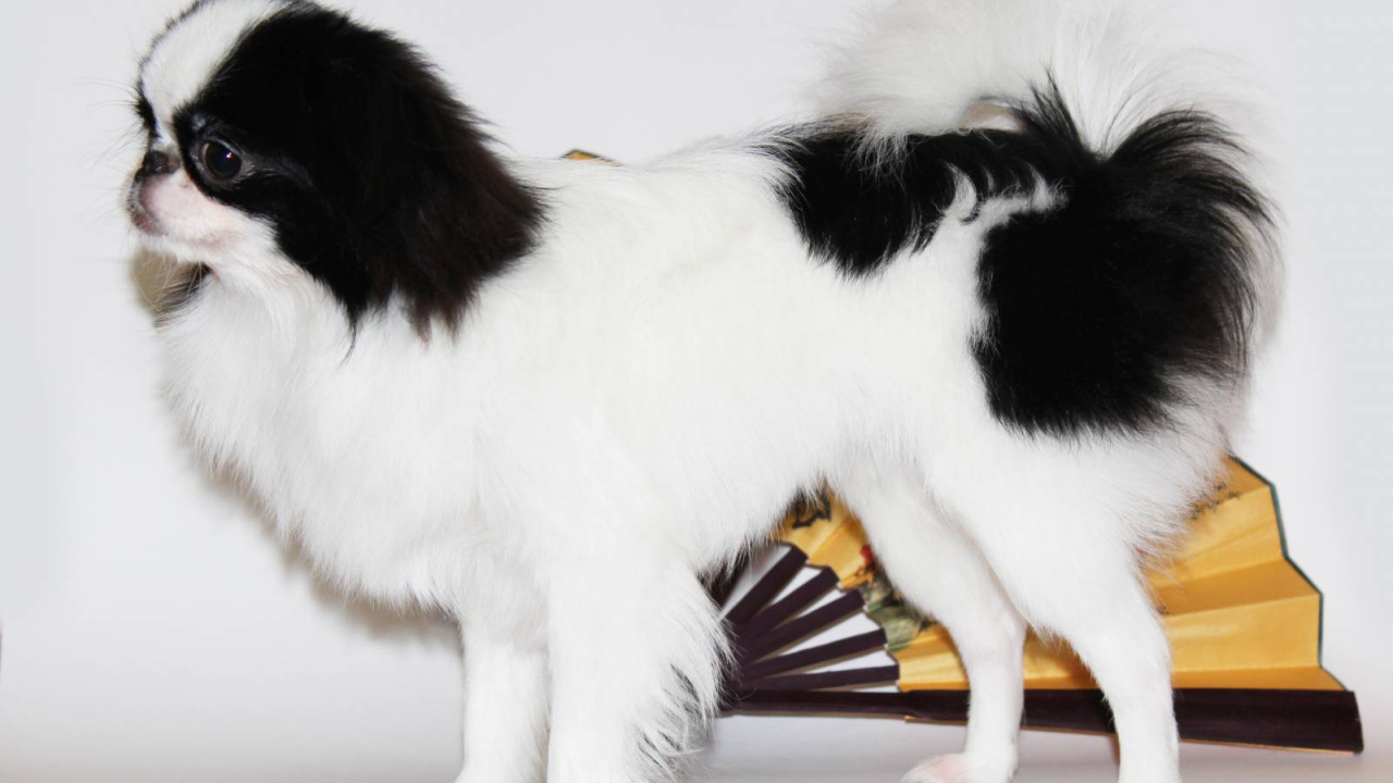 Японский хин на белом фоне