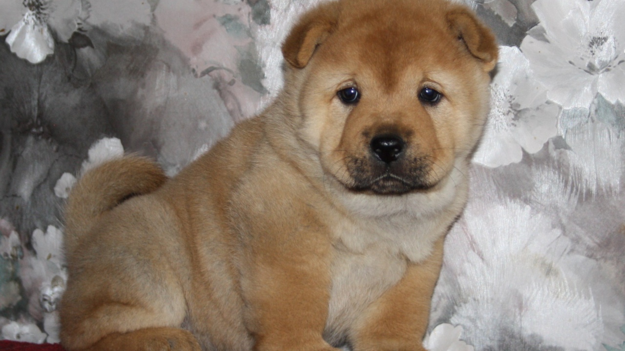 Маленький чау-чау