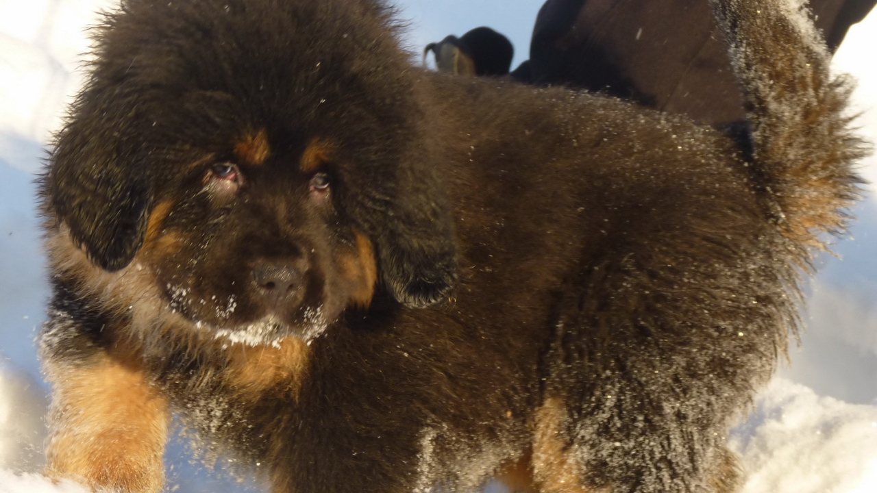 Маленький тибетский мастиф на снегу