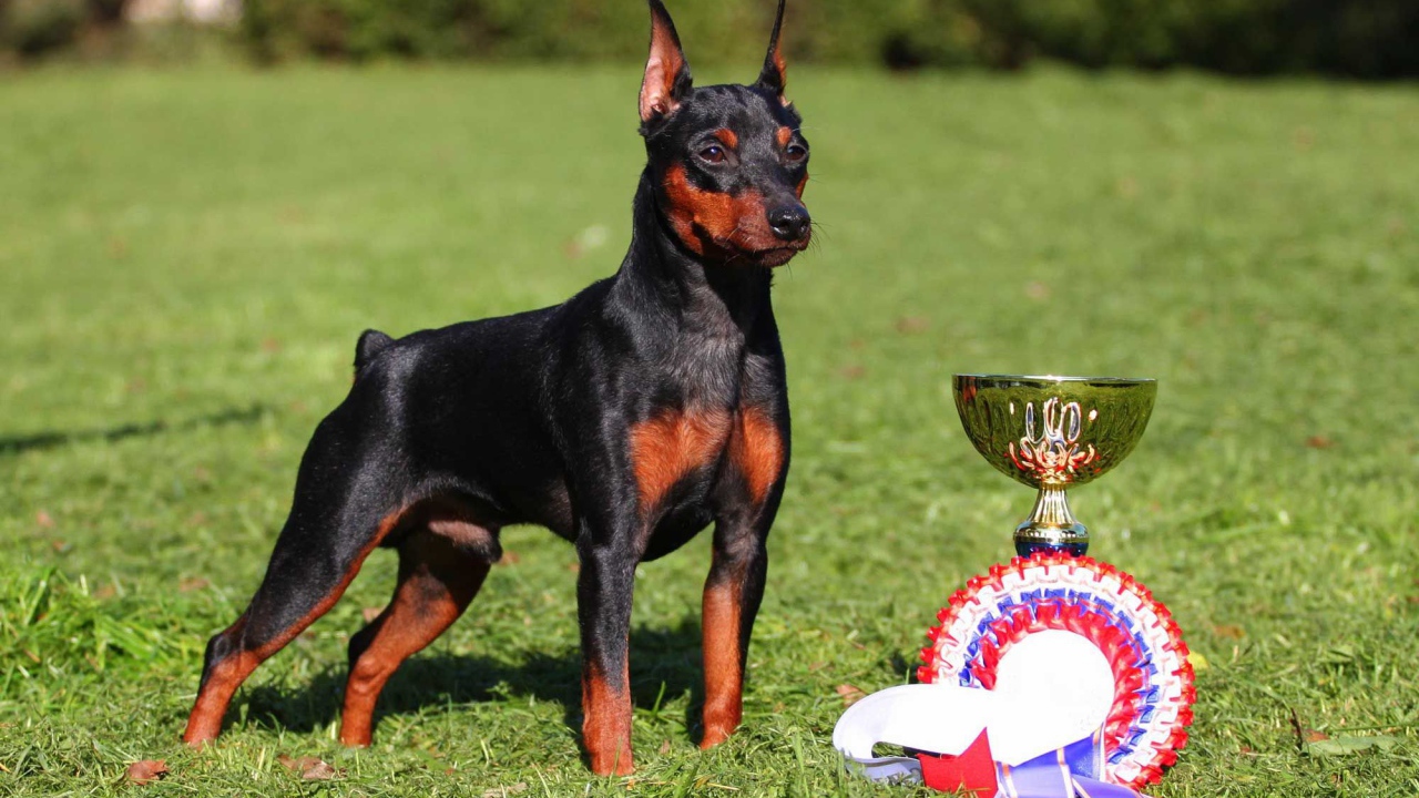 Miniature Pinscher and his prizes