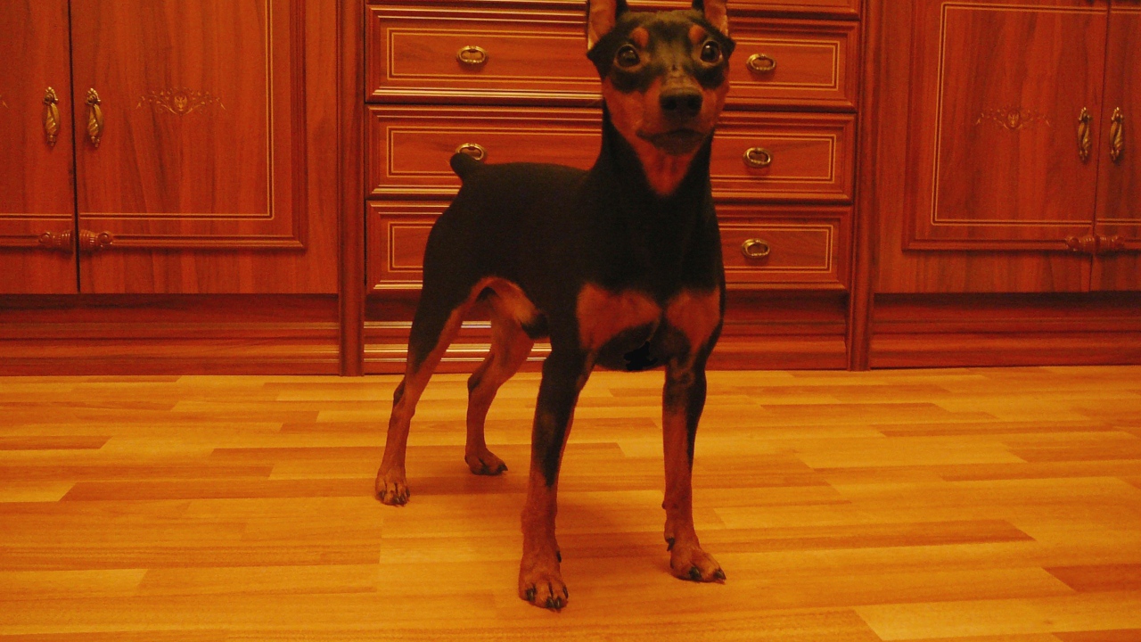 Карликовый пинчер на кухне