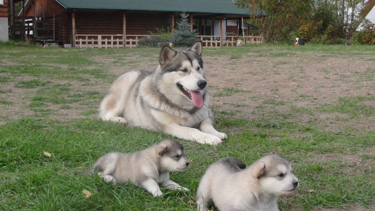 Мама и щенки аляскинского маламута