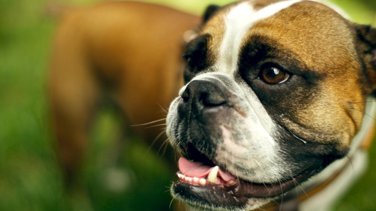 Морда счастливого боксёра