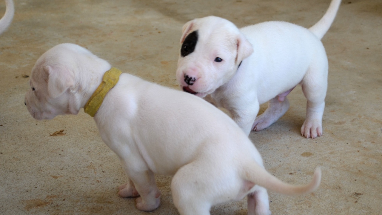 Игривые щенки аргентинского дога