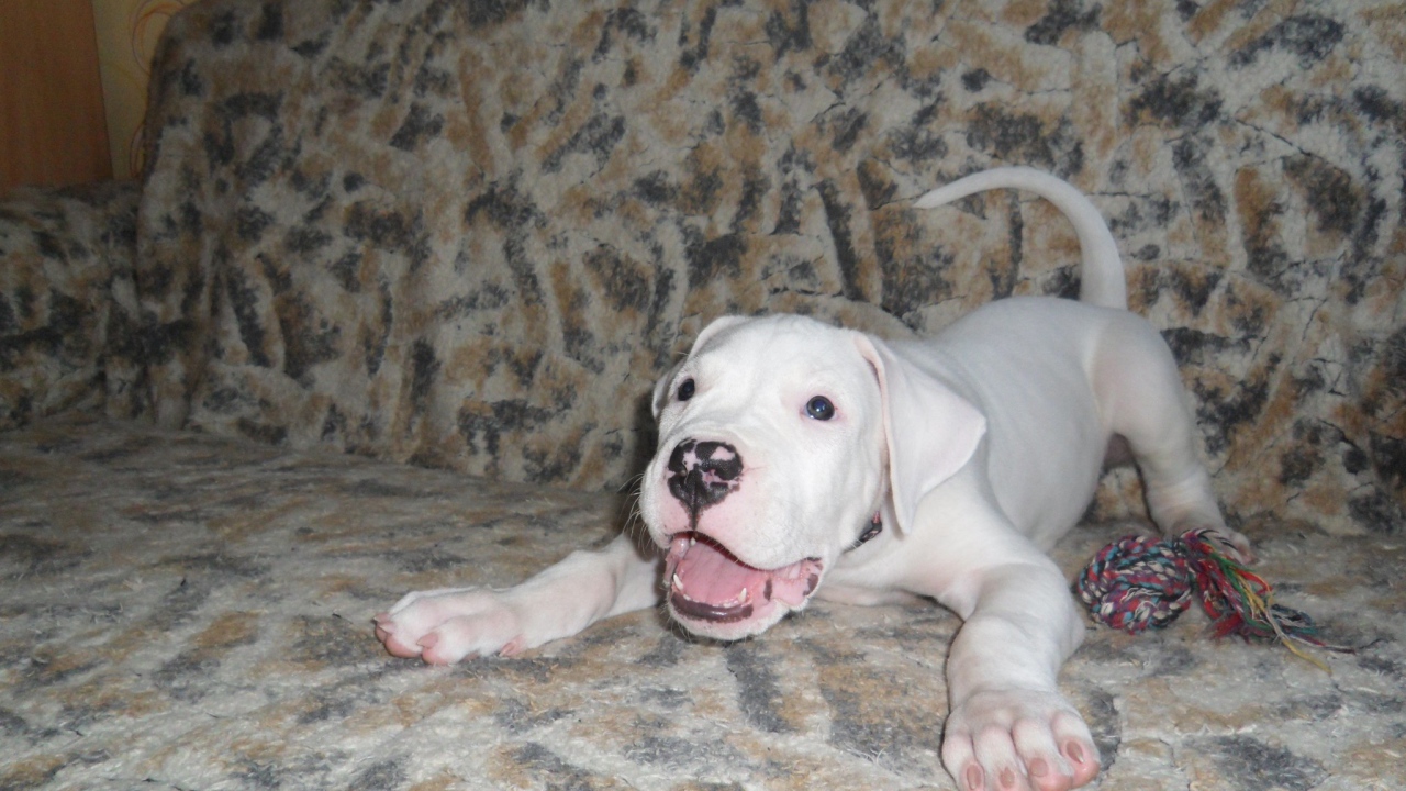 Игривый щенок аргентинского дога