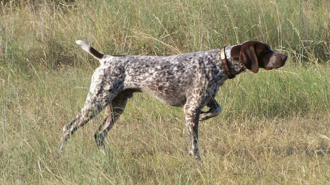 Пойнтер показывает путь