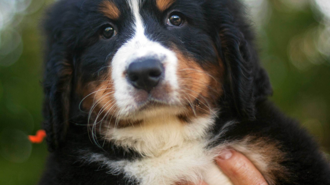 Portrait of a beautiful Bernese Mountain dog puppy