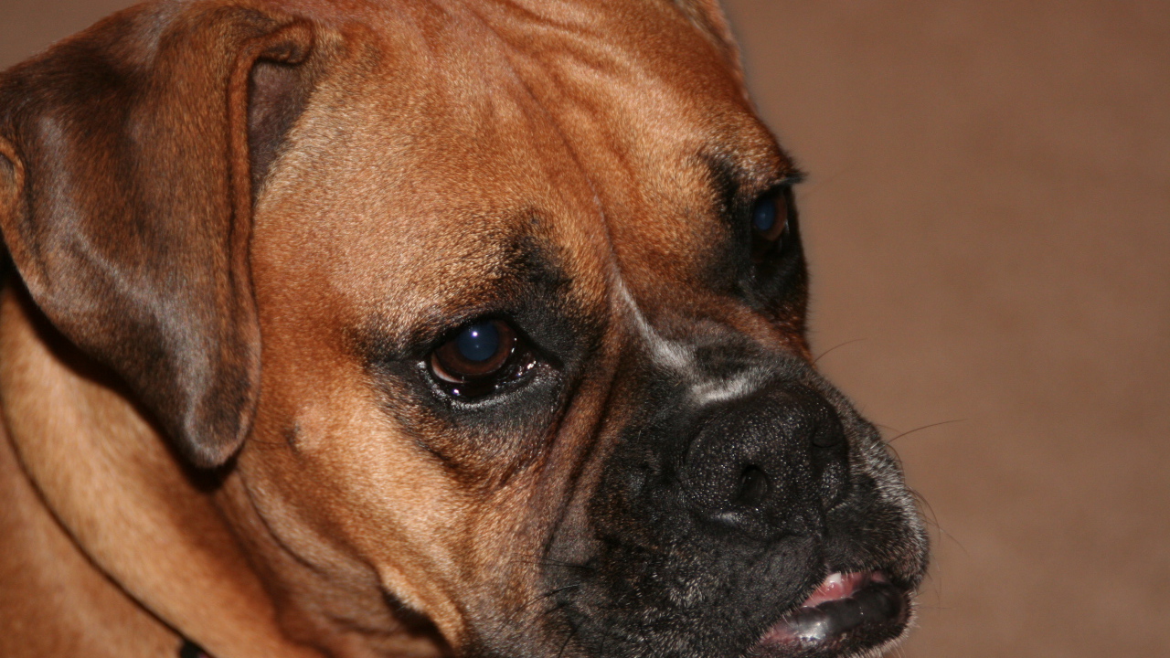Portrait of a boxer on a brown background