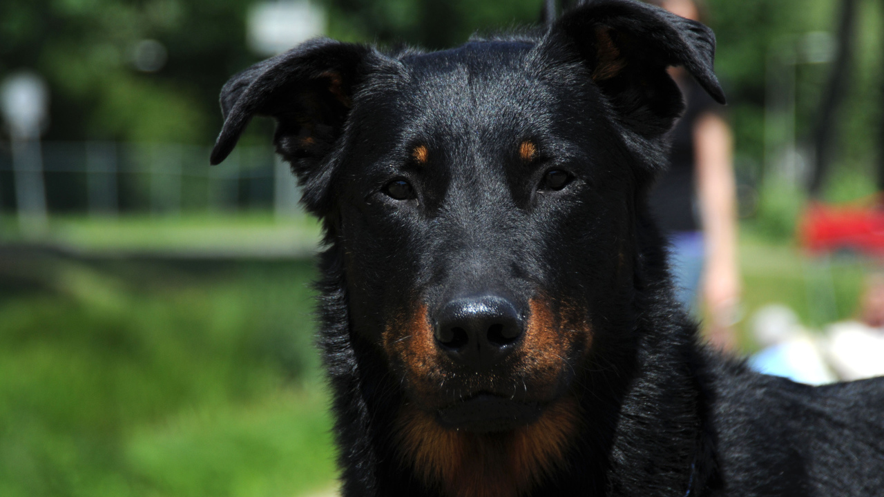 Портрет красивого босерона