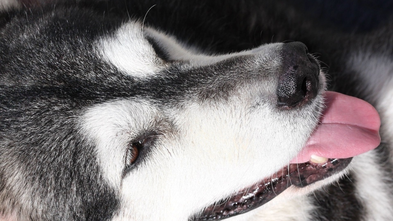 Портрет аляскинского маламута