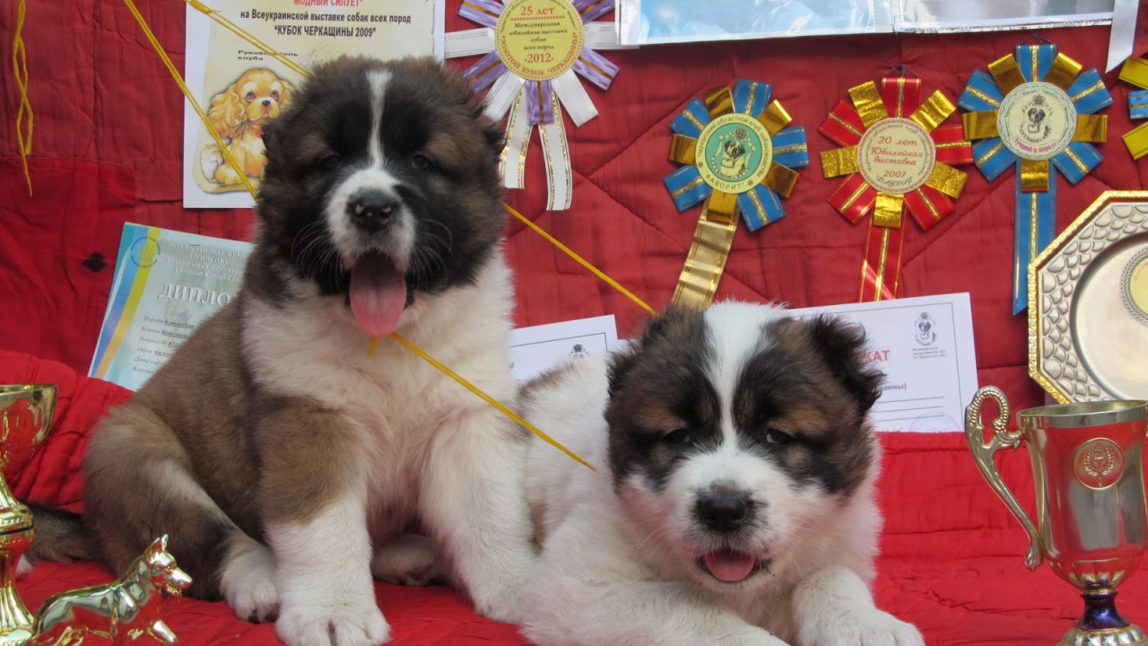 Щенки Кавказской овчарки Победители