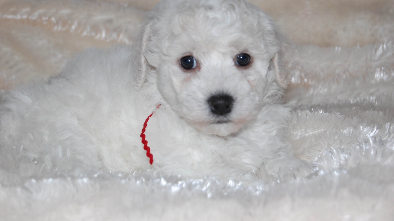 Щенок породы бишон-фриз лежит на белой постели