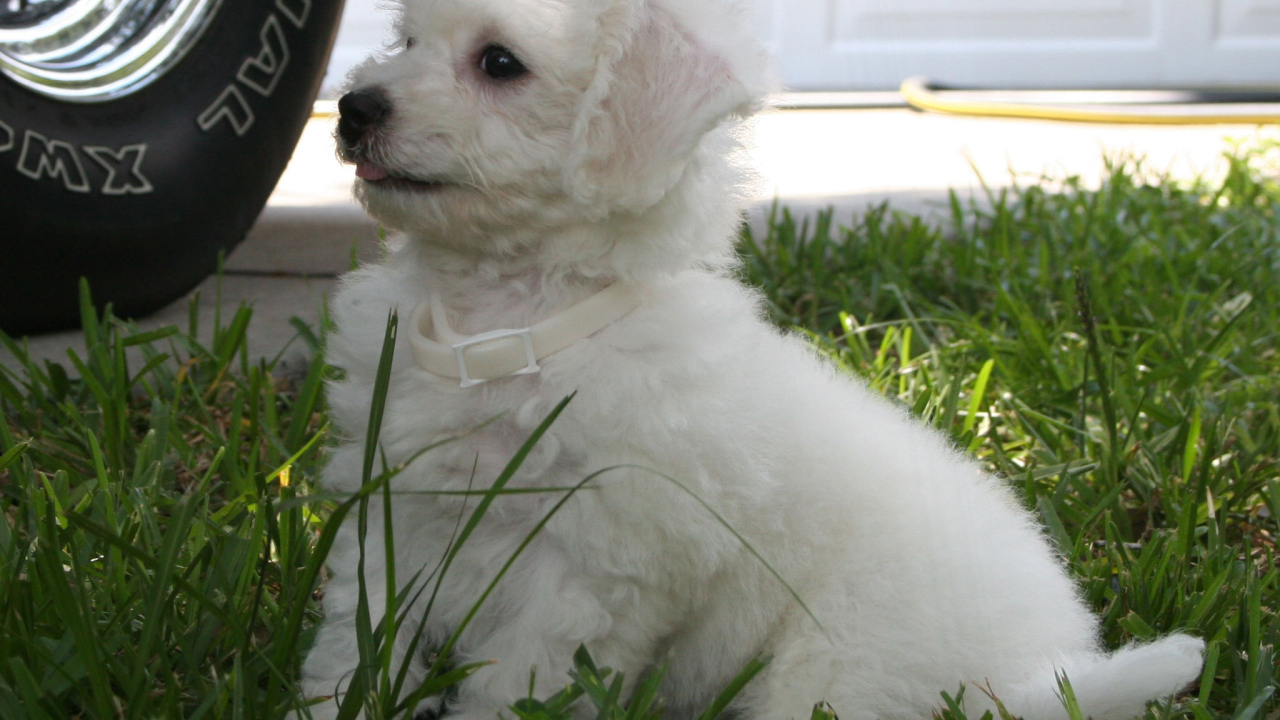 Щенок породы бишон-фриз возле машины