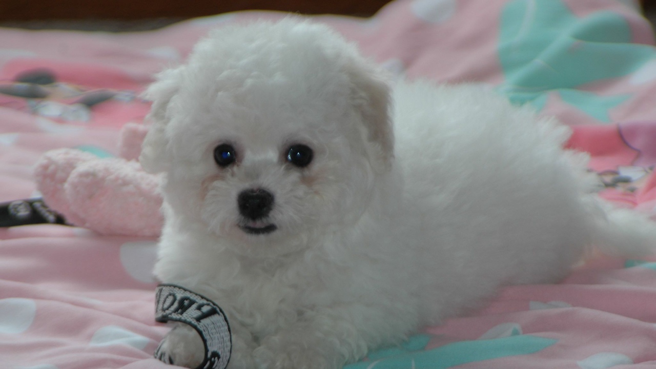 Щенок породы бишон-фриз на кровати