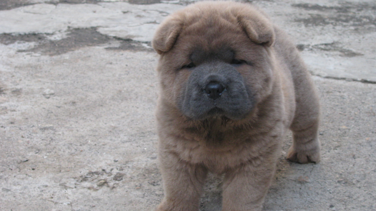 Щенок чау-чау на улице