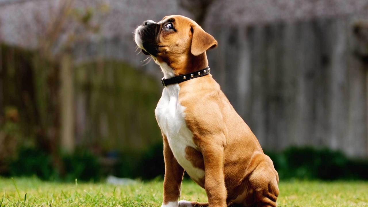 Щенок боксёра косится одним глазом