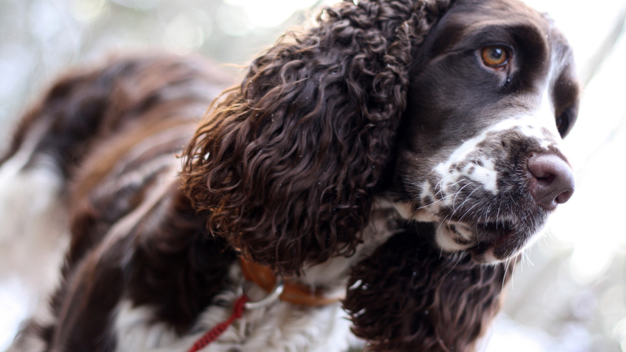 Грустный английский спрингер-спаниель
