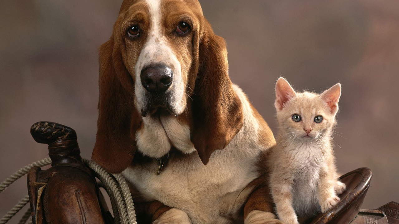 Грустный бассет-хаунд и котёнок