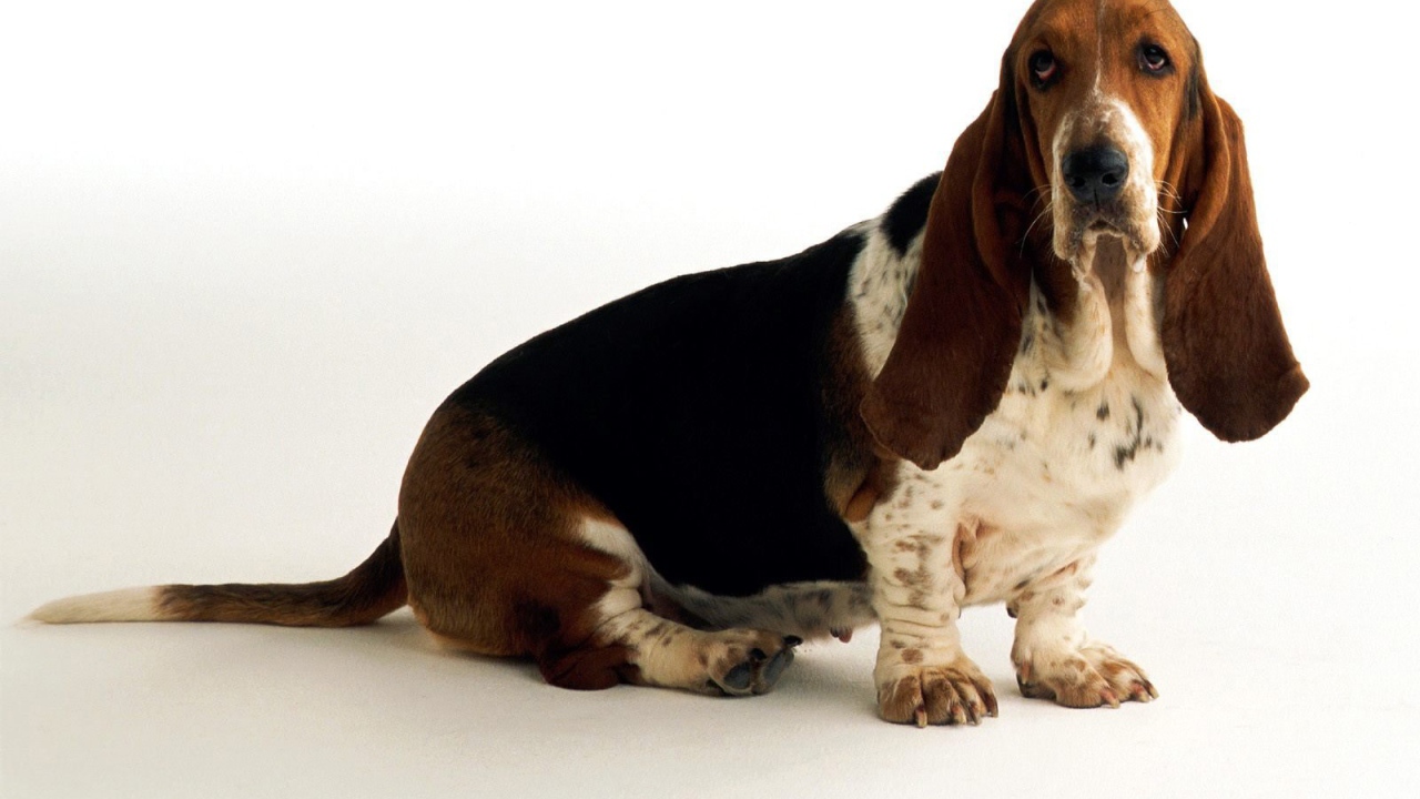 Грустный бассет-хаунд на белом фоне