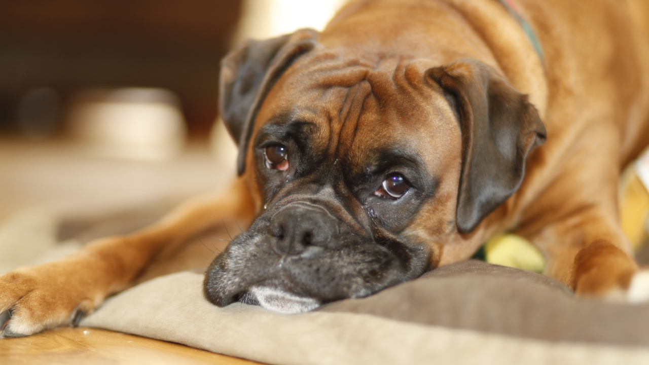 Грустный боксёр лежит на своём месте
