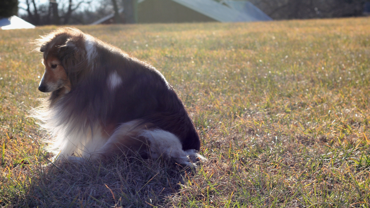 Грустная собака породы шелти