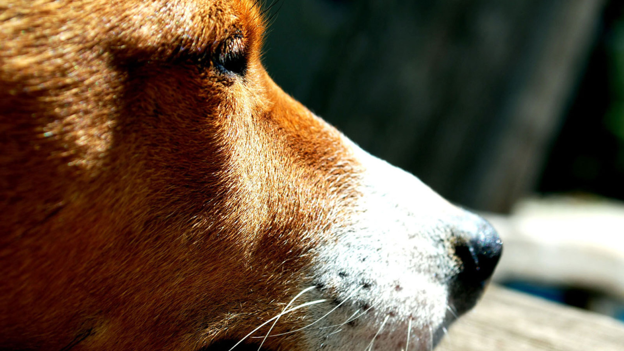 Грустная собака породы басенджи