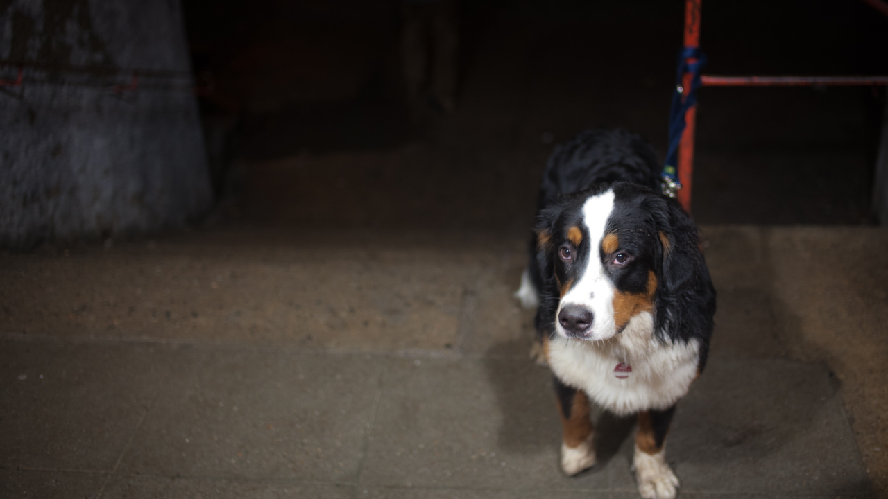 Грустный щенок бернской пастушьей собаки