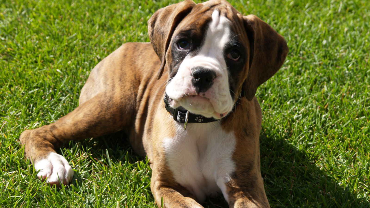 Грустный щенок боксёра лежит на газоне