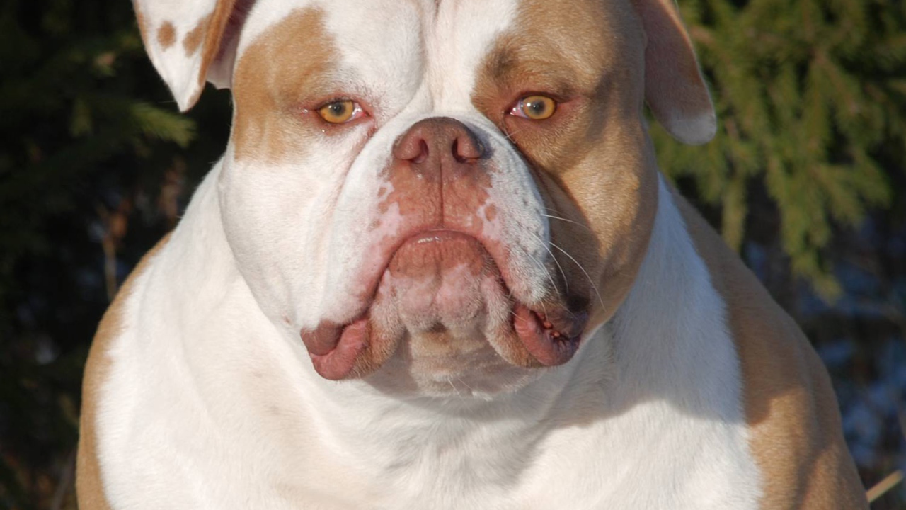 Серьёзный американский бульдог