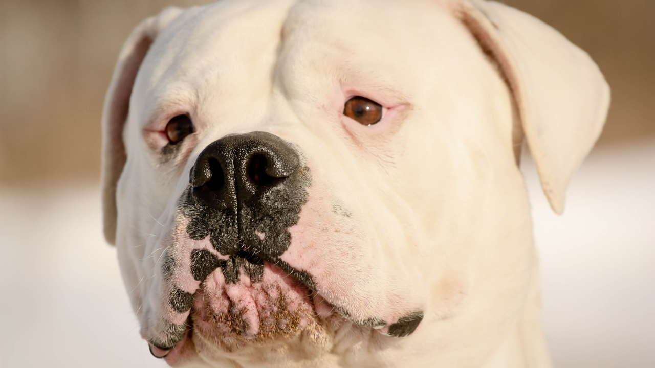 Серьёзный американский бульдог крупным планом