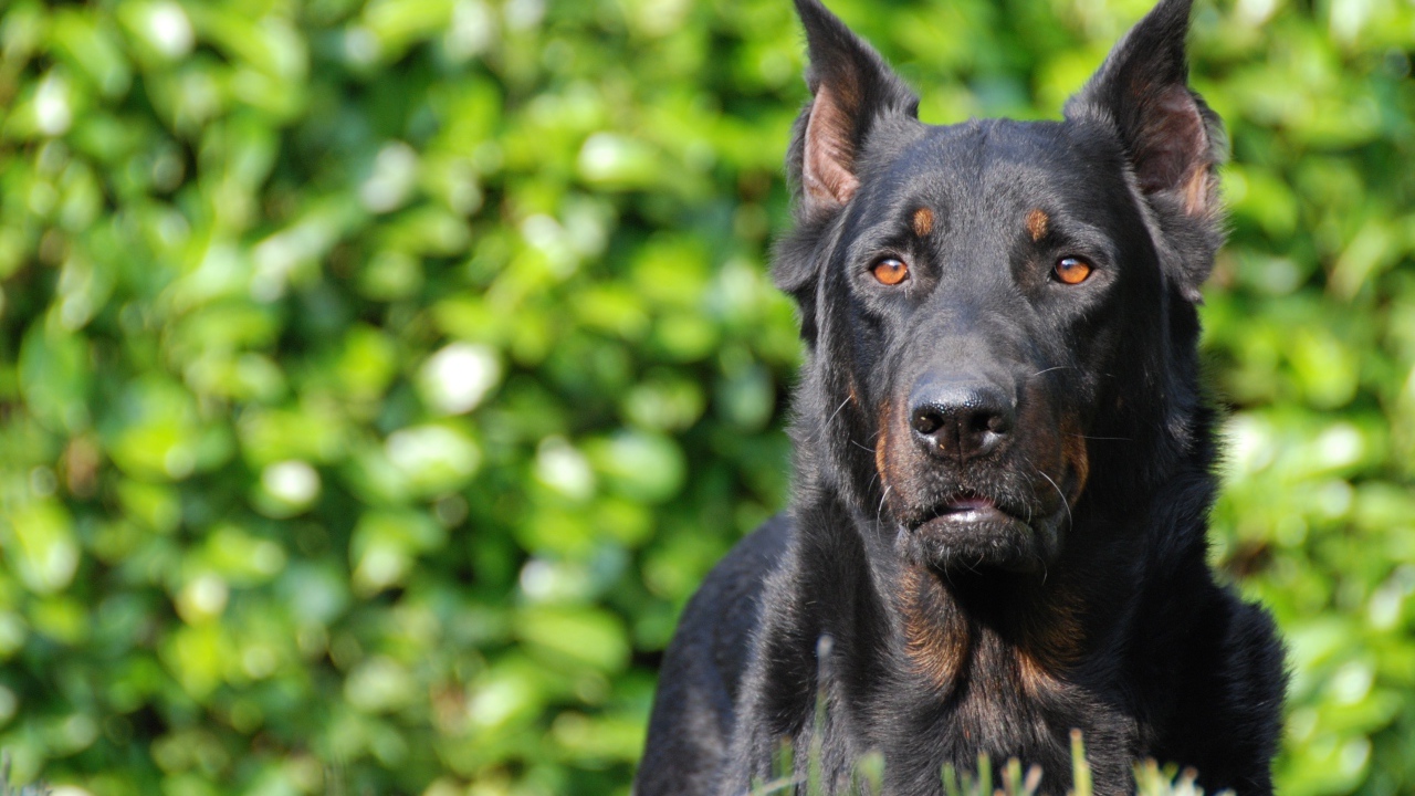Серьёзный красивый босерон на фоне листвы