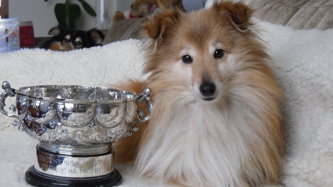 Собака породы шелти и её награда