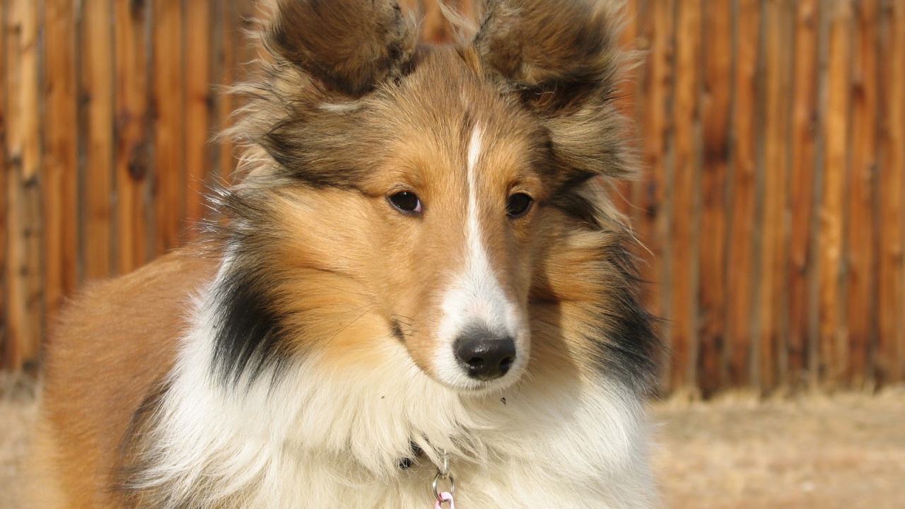 Собака породы шелти по имени Солейл