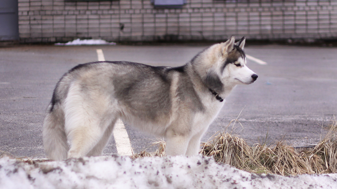 Сибирский хаски в городе