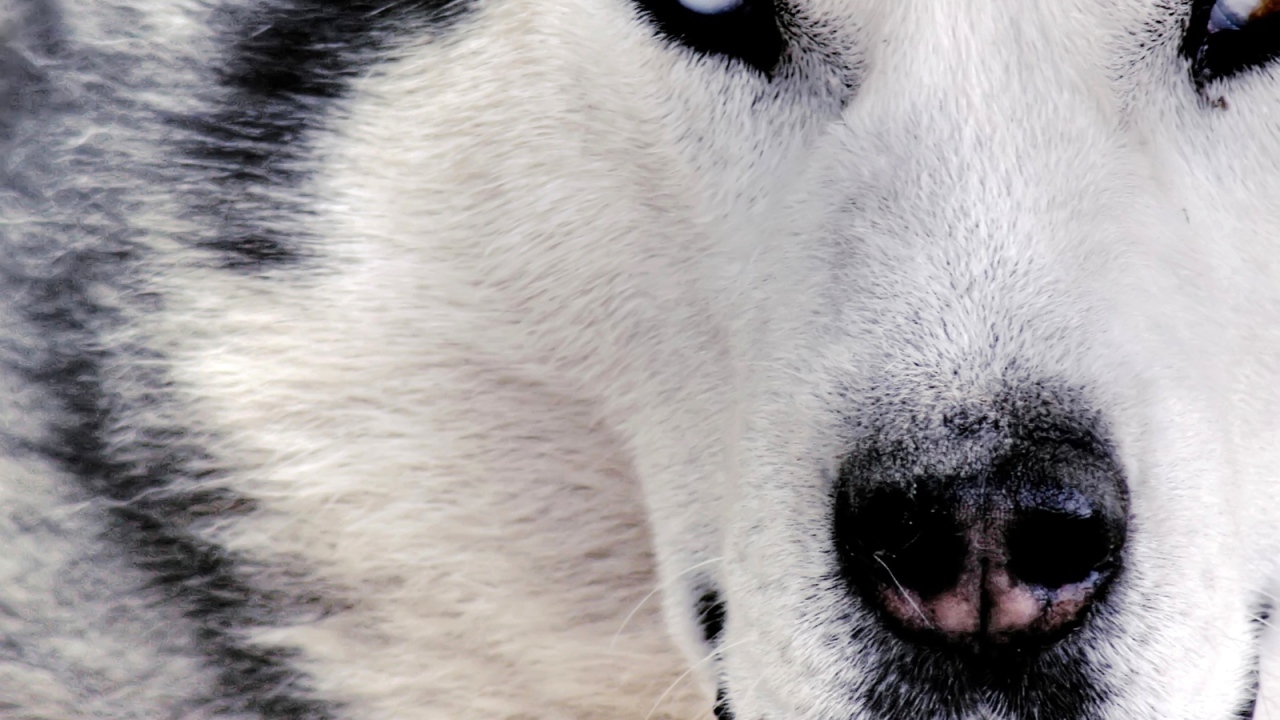 Siberian Husky close up
