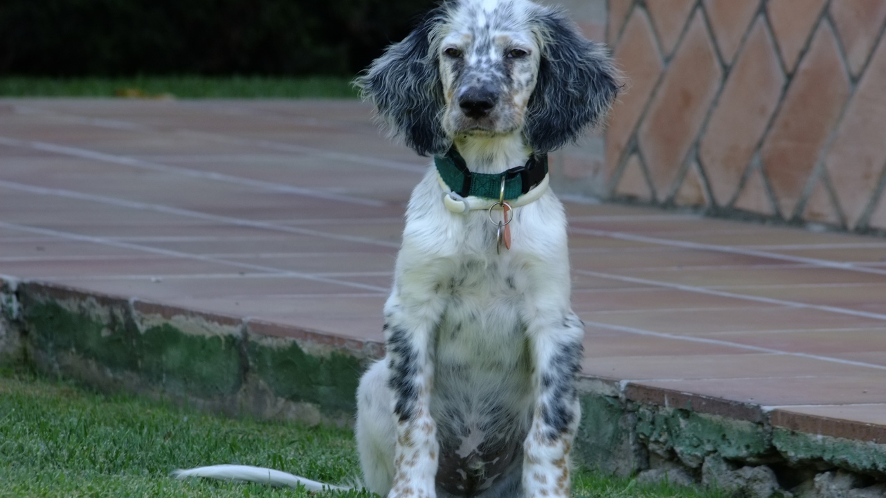 Сонный английский сеттер