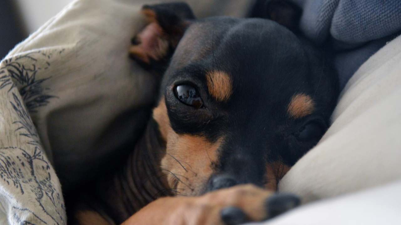 Сонный Карликовый пинчер в постели