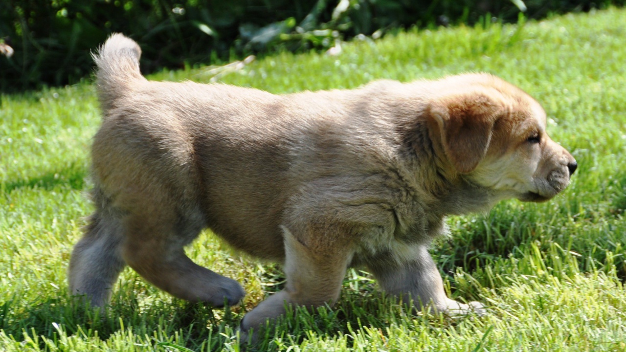 Испанский мастиф на прогулке