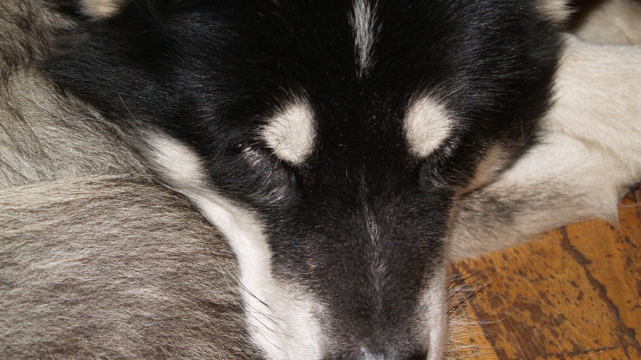 Аляскинский маламут спит