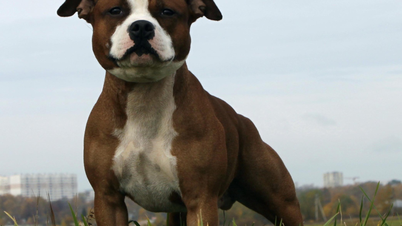 Удивительный Стаффордширский бультерьер