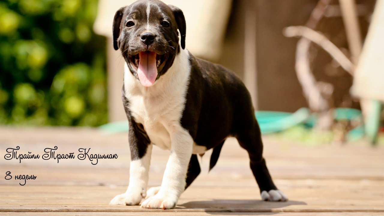 Щенок Стаффордширский бультерьер