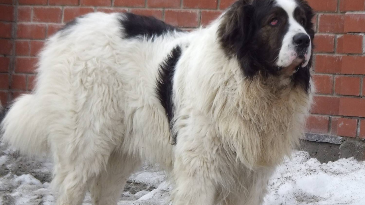 Испанский мастиф у кирпичной стены