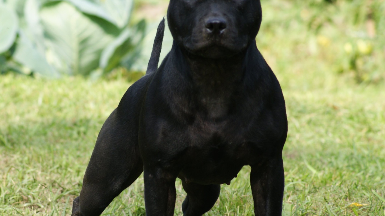 Агрессивный Стаффордширский бультерьер