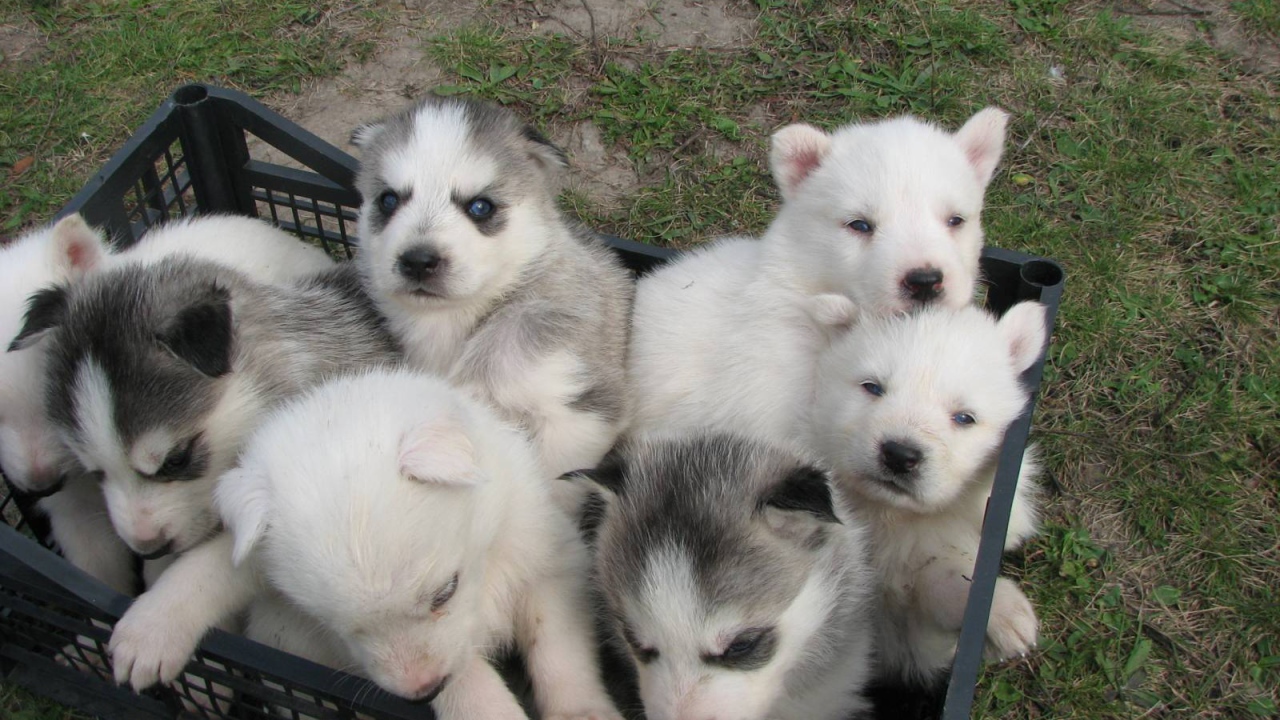 Корзина полная сибирских хаски