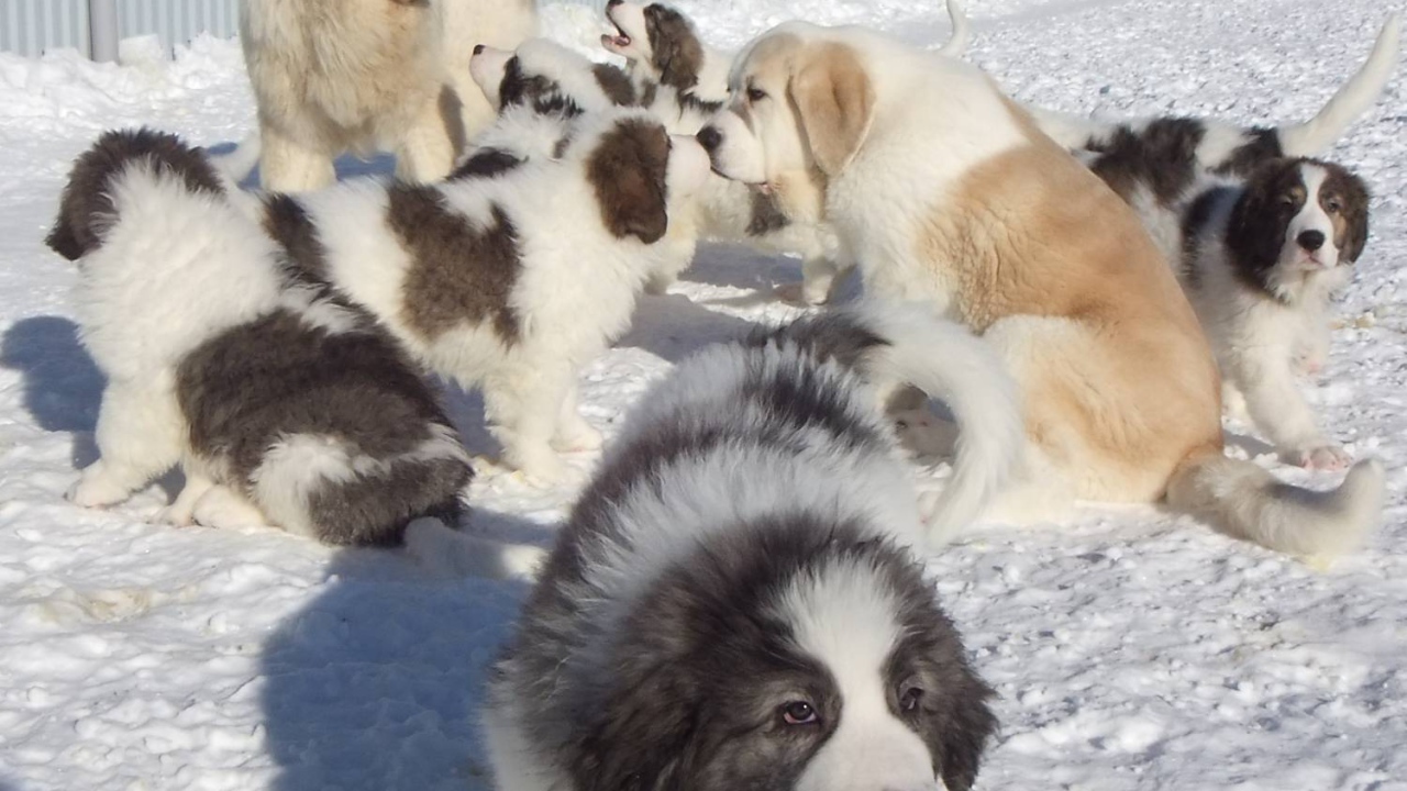 Семейство испанского мастифа