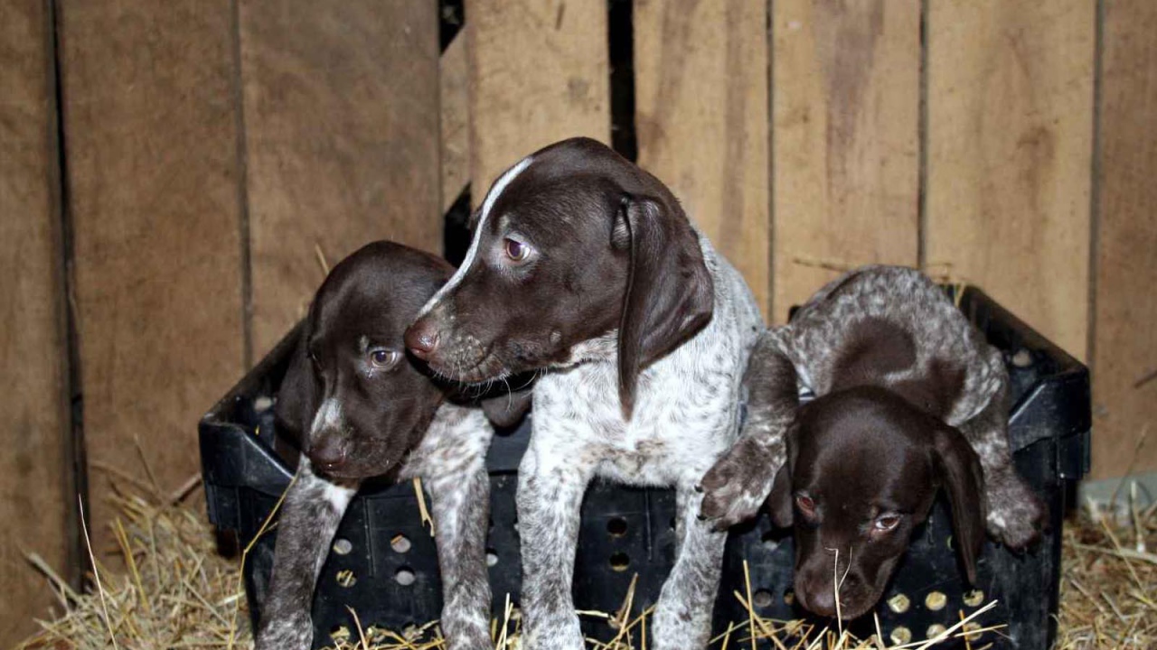 Три немецких щенка Пойнтер