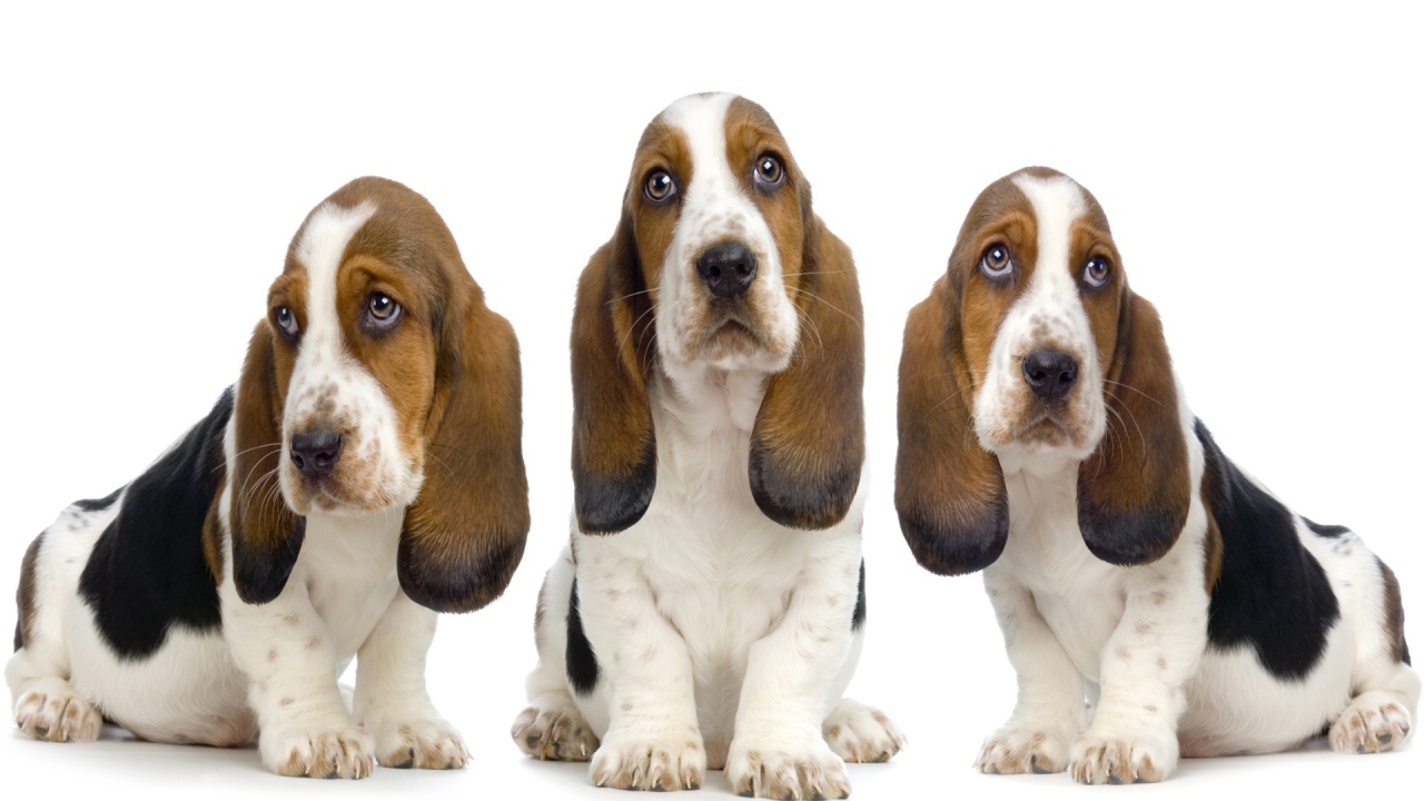 Три бассет-хаунда на белом фоне