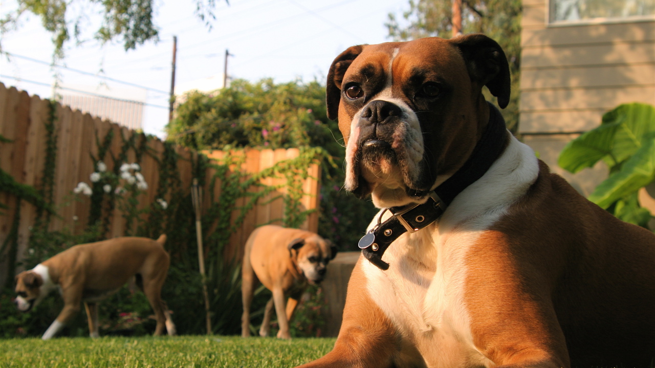 Три боксёра во дворе дома