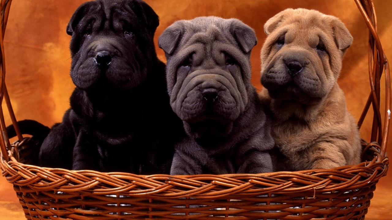 Три щенка шарпей в корзине