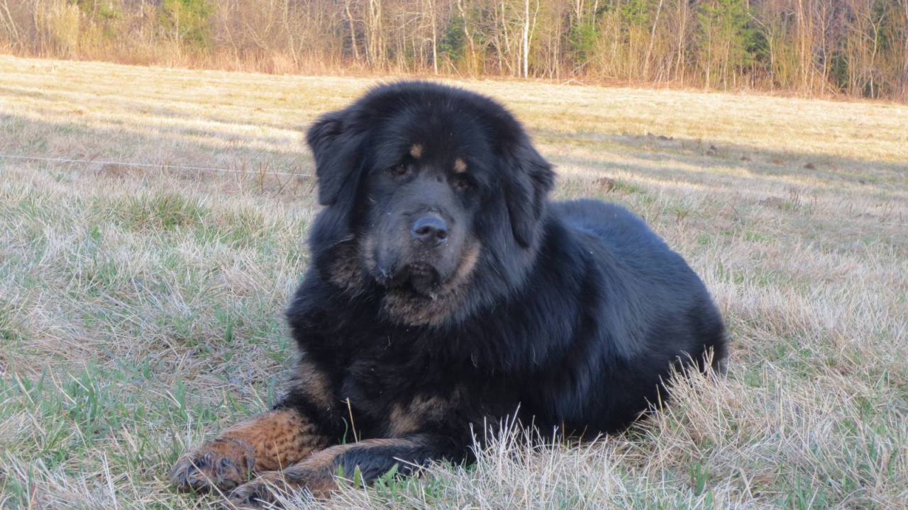 Тибетский мастиф на траве